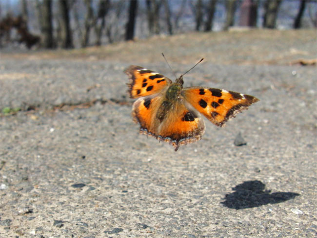 ヒオドシチョウの飛翔