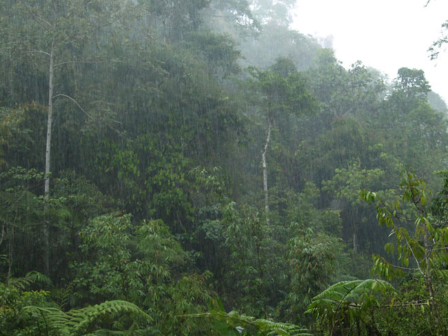 雨(マレーシア）