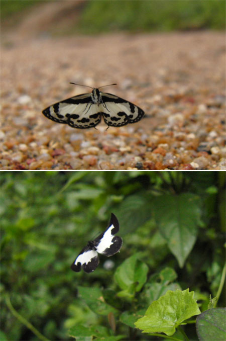 サカハチシジミ(マレーシア)