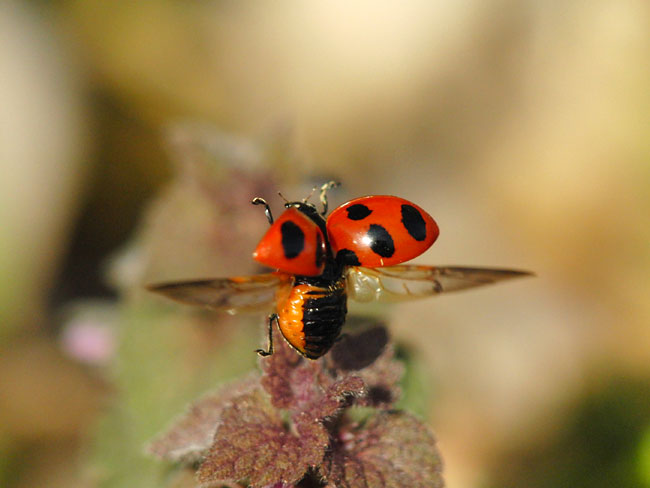ナナホシテントウ