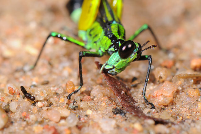 トガリメバッタ（マレーシア）