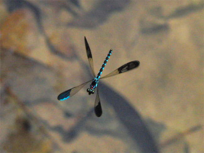 ハナダカトンボのテリトリー（マレーシア）