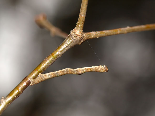 アオシャクの幼虫