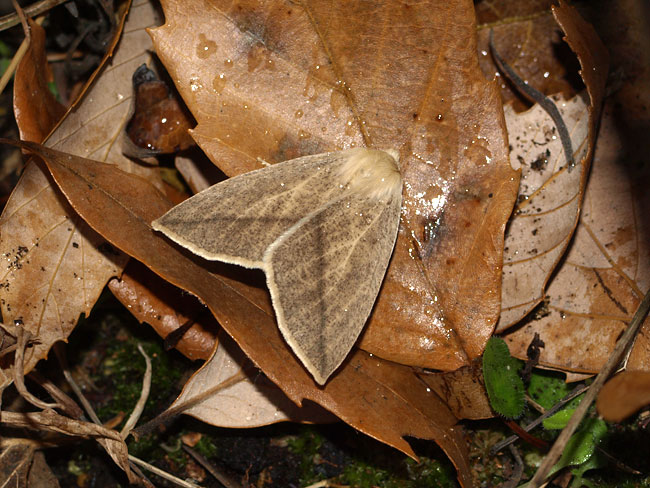 ハスオビエダシャク