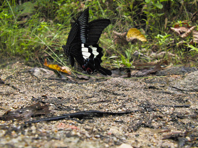 オオモンキアゲハの飛翔(マレーシア）