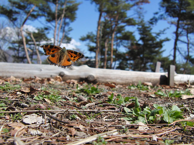 再度ヒオドシチョウの飛翔
