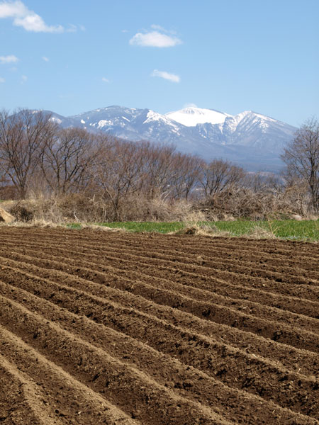 早春の畑