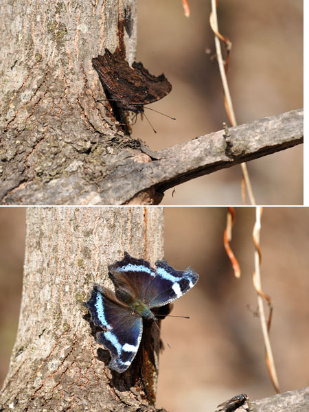 樹液に来たルリタテハ