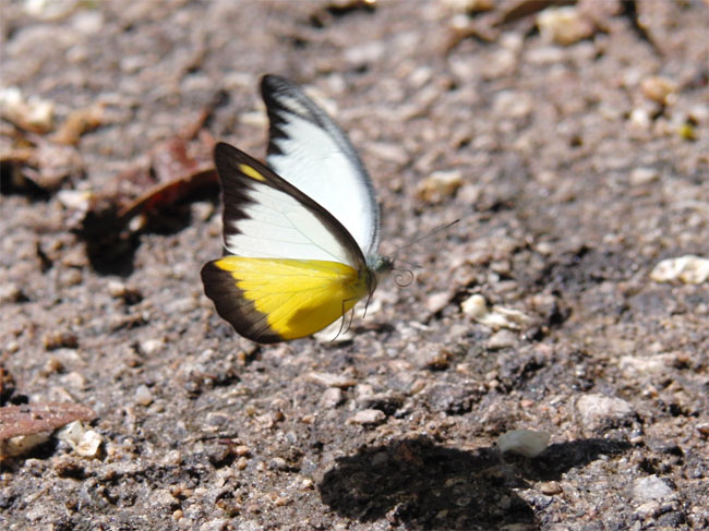 タイワンシロチョウ