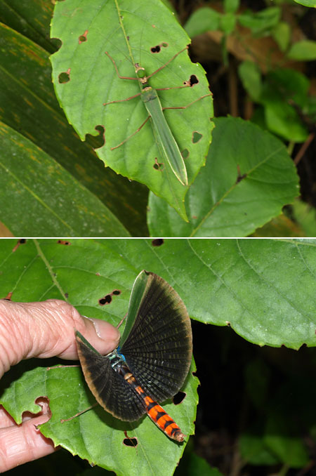 トビナナフシの模様