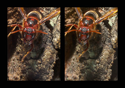 チャイロスズメバチ（立体写真館）