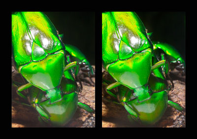 　アオカナブン（立体写真館）