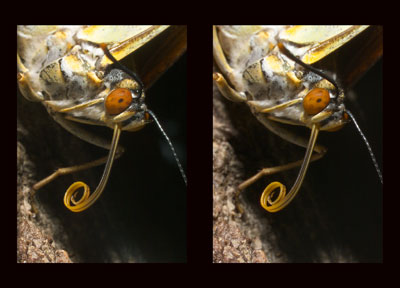 オオムラサキ（立体写真館）