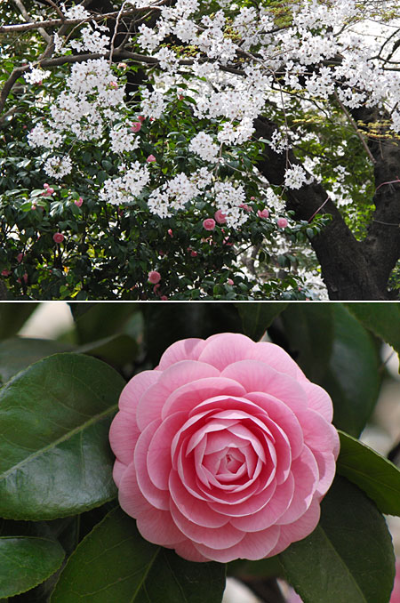 東京のサクラは満開