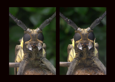 シロスジカミキリ（立体写真館）