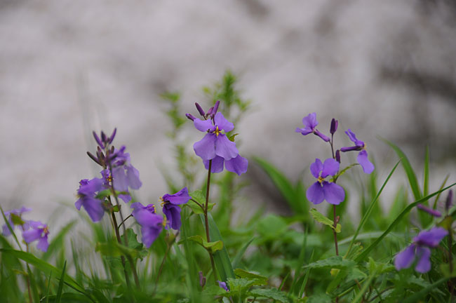 ムラサキハナナ