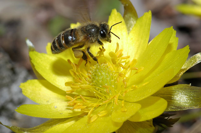 フクジュソウとニホンミツバチ