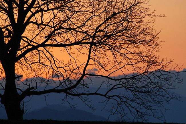クルミの木の夕暮れ