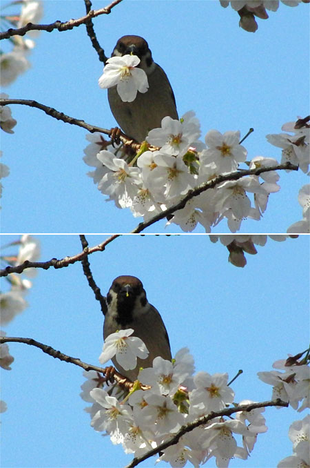 スズメの贈り物
