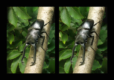 ギラファノコギリクワガタ（立体写真館）