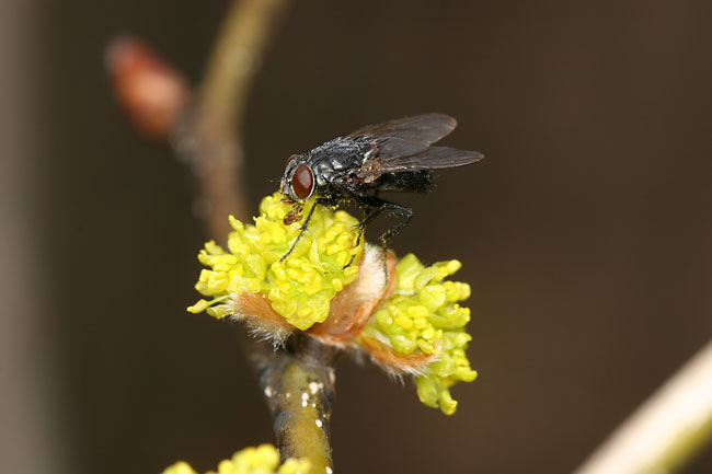 ダンコウバイの花とハエ