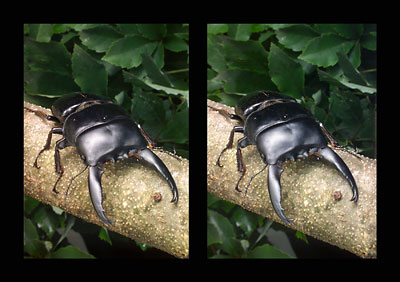 アルキデスオオヒラタクワガタ（立体写真館）