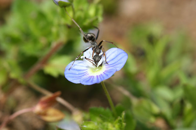 オオイヌノフグリを訪れたクロヤマアリ