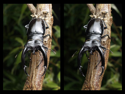 リノケロスフタマタクワガタ（立体写真館）