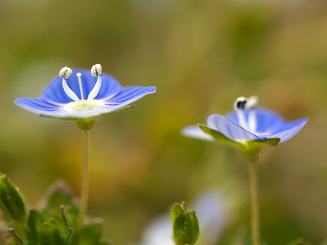 オオイヌノフグリを訪れたクロオオアリ