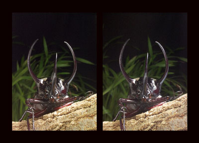 コーカサスオオカブト（立体写真館）