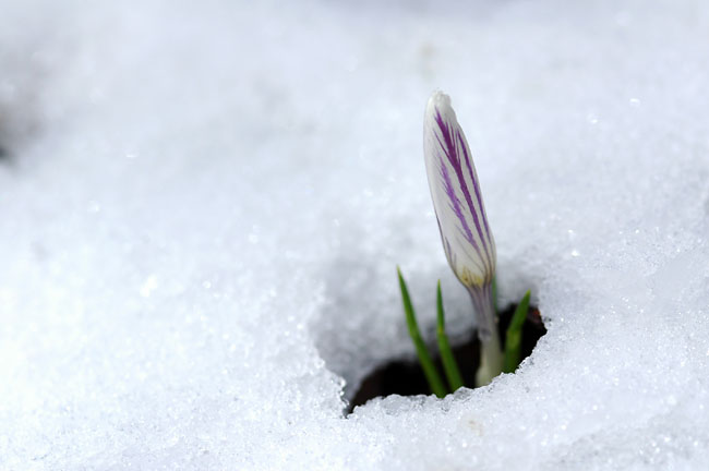 雪の中のクロッカス