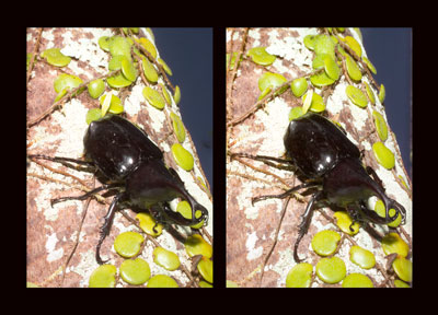 ヒメカブト（立体写真館）