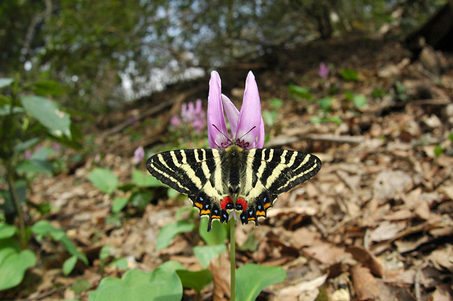 カタクリとギフチョウ