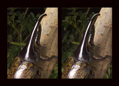 ヘラクレスオオカブト（立体写真館）