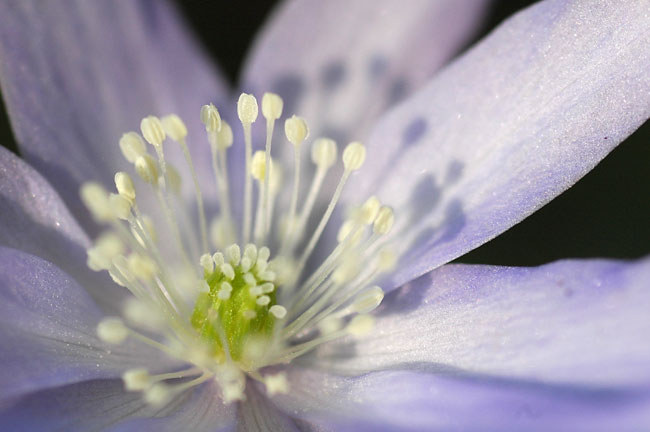 キクザキイチゲ