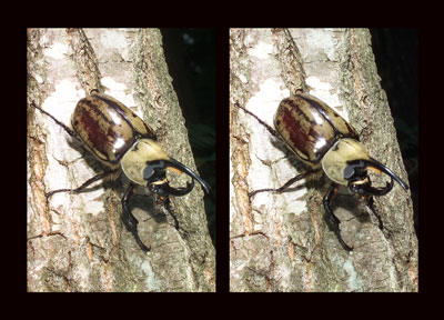 グラントシロカブト（立体写真館）