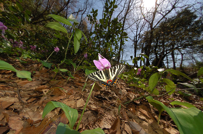 ギフチョウのすむ林