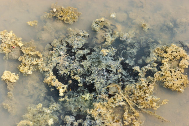 アカガエルの卵がかえった