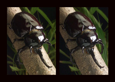マルスゾウカブト（立体写真館）