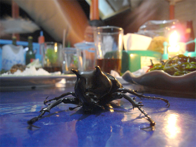 アトラスオオカブト