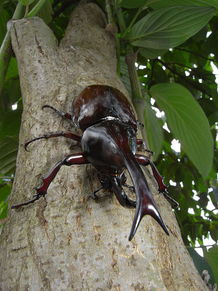 大型のヒメカブト