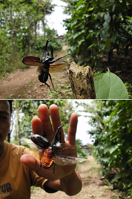 ヒメカブトの飛翔