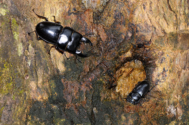 アルキデスヒラタクワガタ