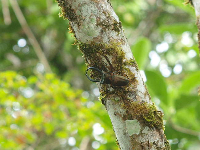 エラフスホソアカクワガタのいる木