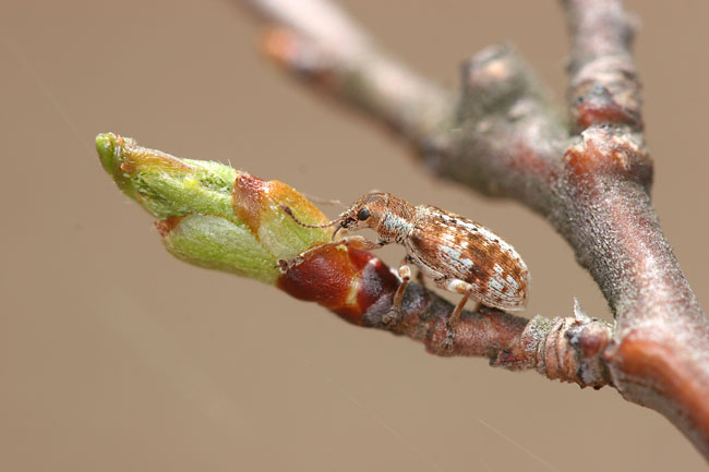 クチブトゾウムシ？の仲間