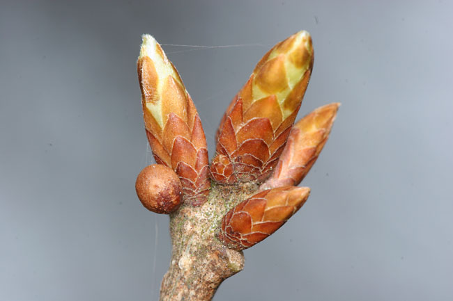 ナライガタマバチの虫コブ？