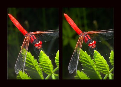 ハッチョウトンボ（立体写真館）