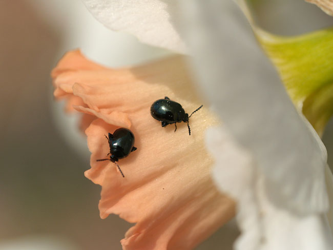 スイセンの花にいたルリマルノミハムシ