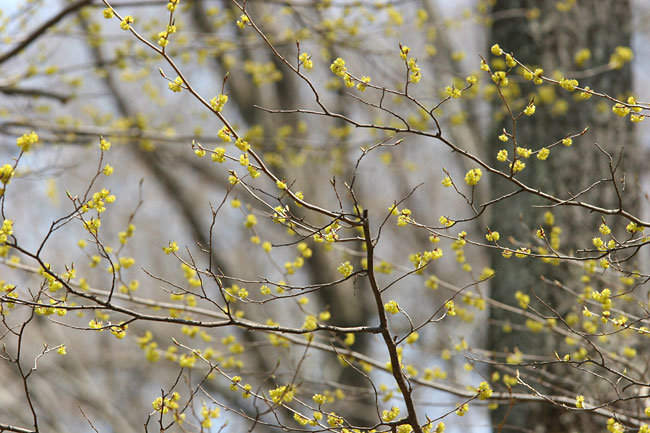 アブラチャンの花