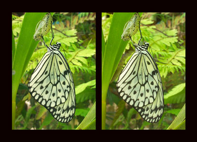 オオゴマダラの羽化（立体写真館）